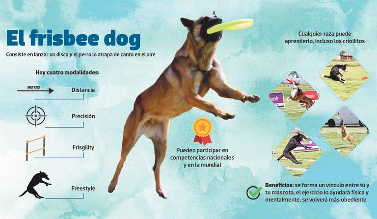 Disc Dog ¡Aprende todo sobre este deporte canino!