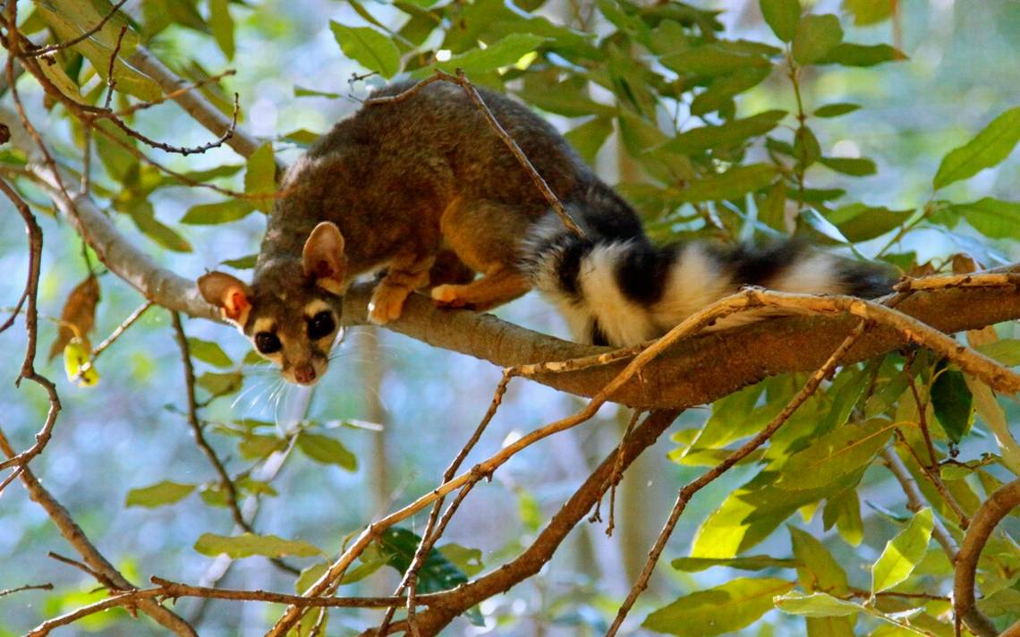 Tlacuache y cacomixtle, dos animalitos inofensivos que debemos proteger -  El Sol de Puebla | Noticias Locales, Policiacas, sobre México, Puebla y el  Mundo