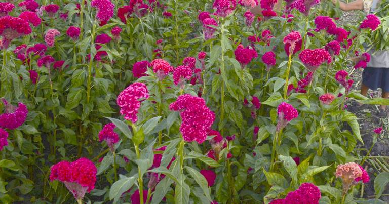 Feria de la Flor de Muerto en Atlixco: escapate el fin de semana y recorre  los campos de cultivo - El Sol de Puebla | Noticias Locales, Policiacas,  sobre México, Puebla y el Mundo