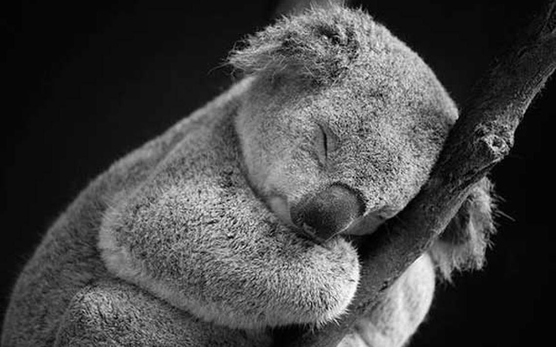 El koala duerme 22 horas al día - El Sol de Puebla  Noticias Locales,  Policiacas, sobre México, Puebla y el Mundo