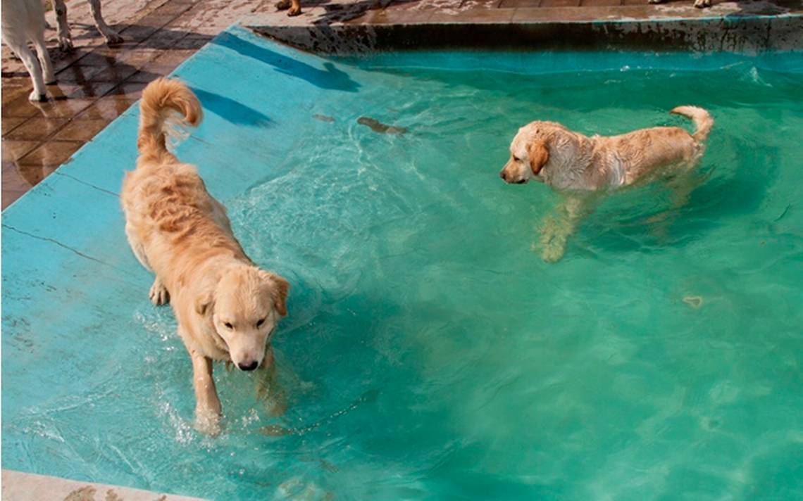 Piscinas y parques acuáticos para perros - Turismo Canino
