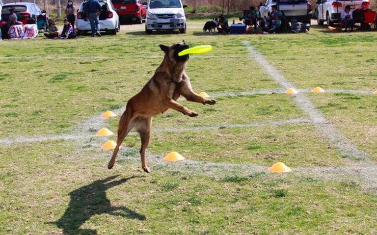 Cómo enseñarle a tu perro a atrapar un disco volador (Frisbee)