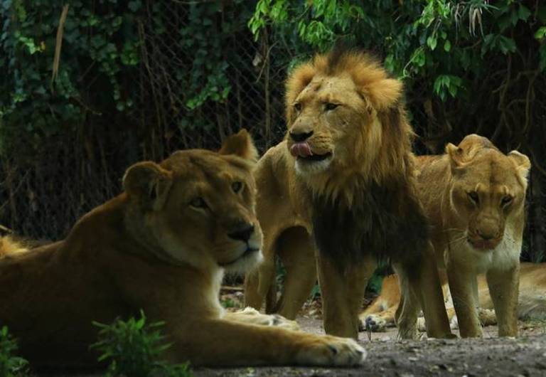 Africam Safari en Puebla: el trágico desenlace del creador del parque de  conservación - El Sol de Puebla | Noticias Locales, Policiacas, sobre  México, Puebla y el Mundo