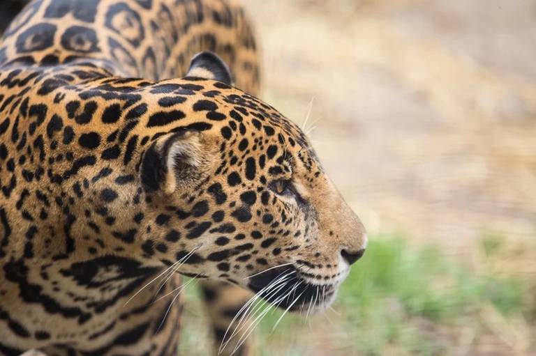 Mujer Leopardo Selva - Imagen gratis en Pixabay - Pixabay