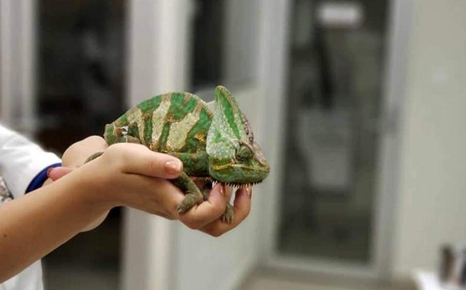 Una mascota exótica? Aprende a cuidar un camaleón - El Sol de Puebla | Noticias Locales, Policiacas, sobre Puebla y el Mundo