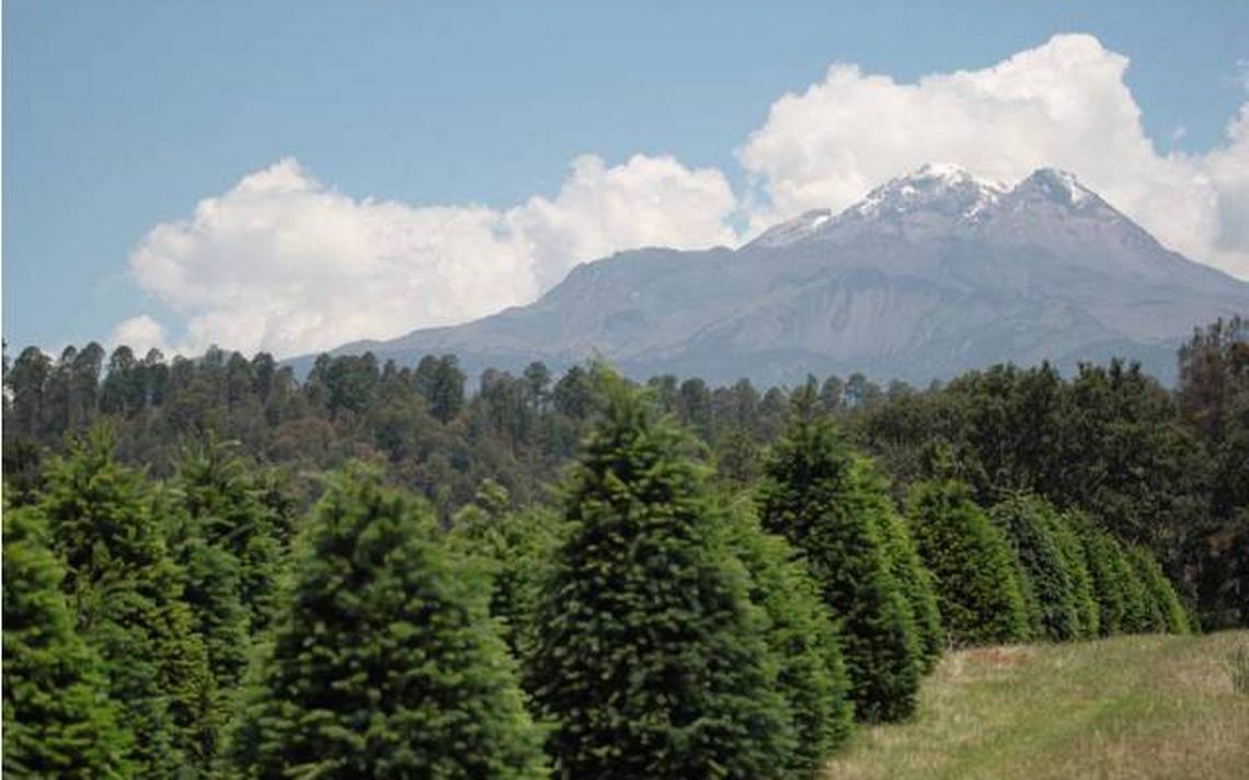 Tres lugares dónde elegir y cortar tu arbolito de navidad - El Sol de  Puebla | Noticias Locales, Policiacas, sobre México, Puebla y el Mundo