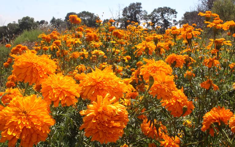 Flor de cempasúchil: ¿Por qué se coloca en la ofrenda de Día de Muertos? -  El Sol de Puebla | Noticias Locales, Policiacas, sobre México, Puebla y el  Mundo