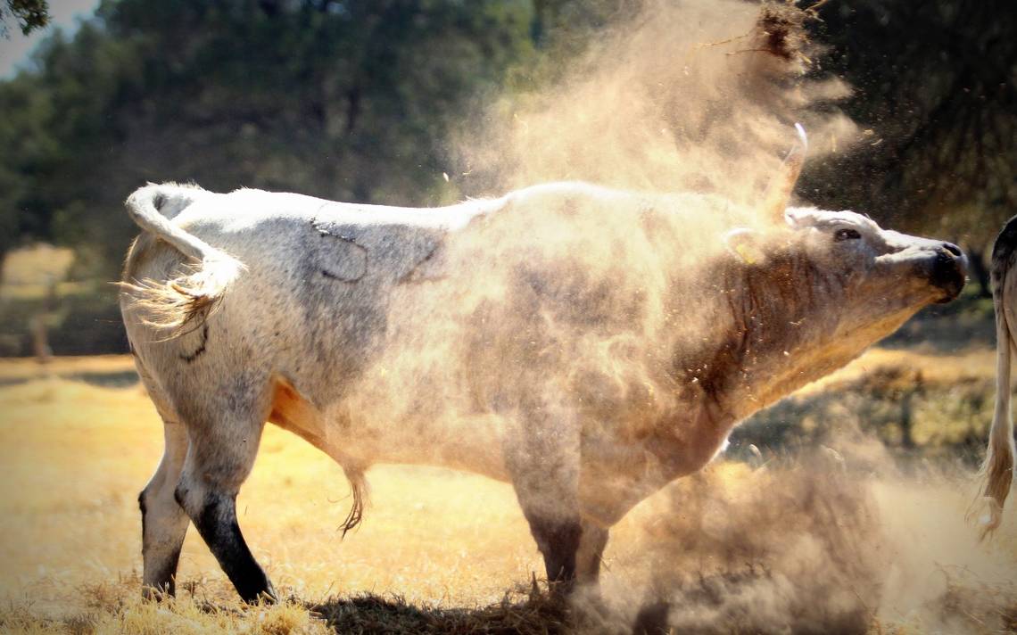 Toro se escapa de rodeo y da tremendo susto a asistentes [video] - El Sol  de Puebla | Noticias Locales, Policiacas, sobre México, Puebla y el Mundo