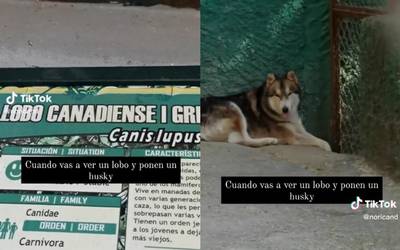 Lobos - Lobos - El Sol de Puebla | Noticias Locales, Policiacas, sobre  México, Puebla y el Mundo