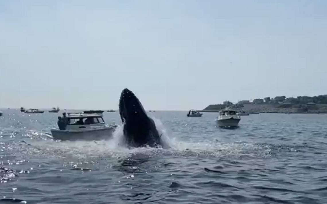 Captan momento en que una ballena emerge del agua e impacta un bote [Video]  - El Sol de Puebla | Noticias Locales, Policiacas, sobre México, Puebla y  el Mundo