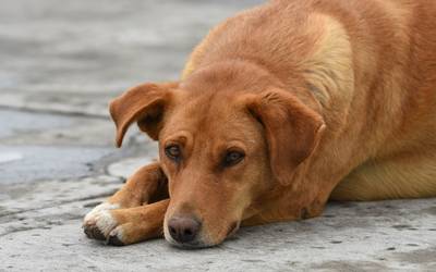 pueden los piojos de la cabeza contagiarse a los perros