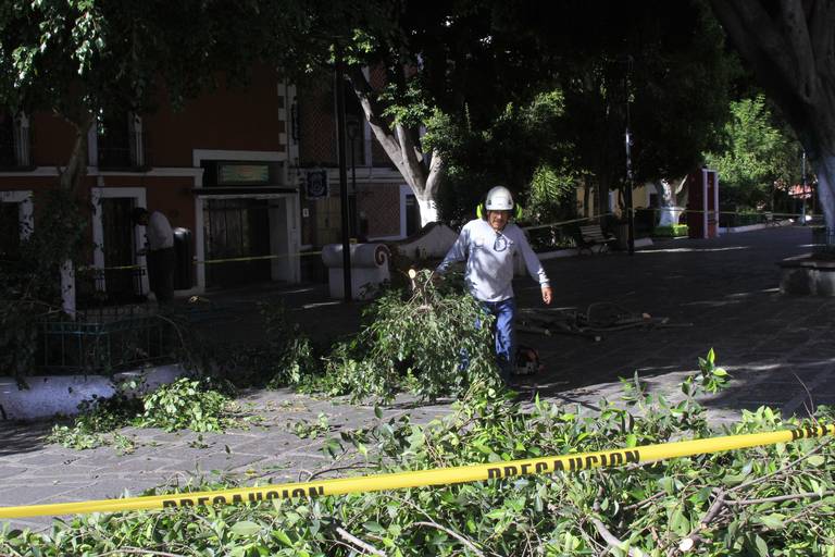 Poda de árboles: ¿por qué se hace y en qué mes del año se debe realizar? -  El Sol de Puebla | Noticias Locales, Policiacas, sobre México, Puebla y el  Mundo