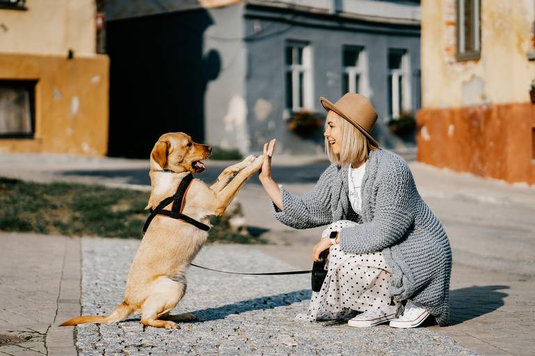 los perros se enamoran unos de otros