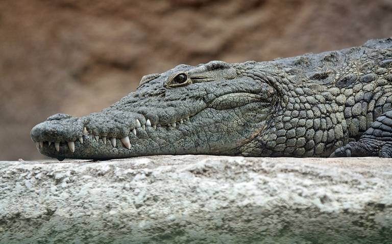 Zoológico de Londres exhibe bolso de piel de cocodrilo por esta razón - El  Sol de Puebla | Noticias Locales, Policiacas, sobre México, Puebla y el  Mundo