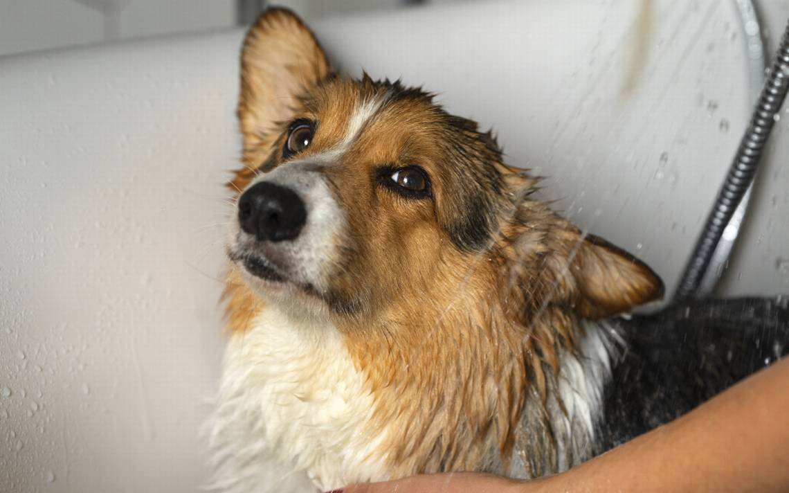 Can you bathe your dog during the rainy season? This is what UNAM says – El Sol de Puebla