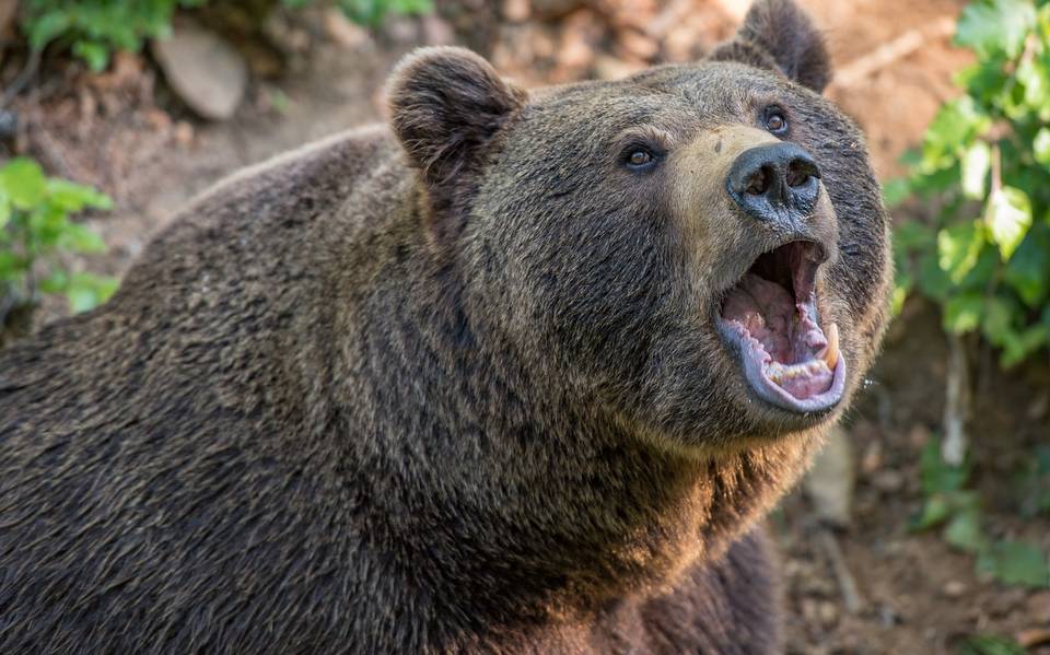 Calor obliga a un oso a refrescarse en una piscina en Nuevo León [Video] -  El Sol de Puebla | Noticias Locales, Policiacas, sobre México, Puebla y el  Mundo