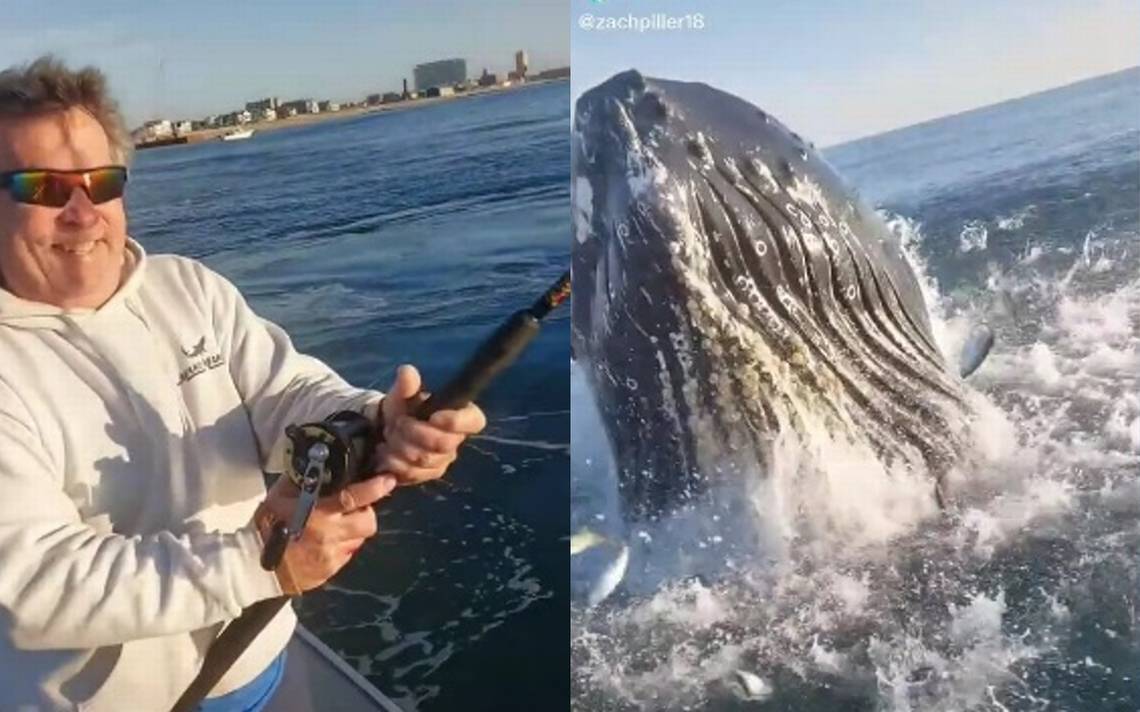 Ballena jorobada sorprende a pescadores en playa de EU [Video] - El Sol de  Puebla | Noticias Locales, Policiacas, sobre México, Puebla y el Mundo