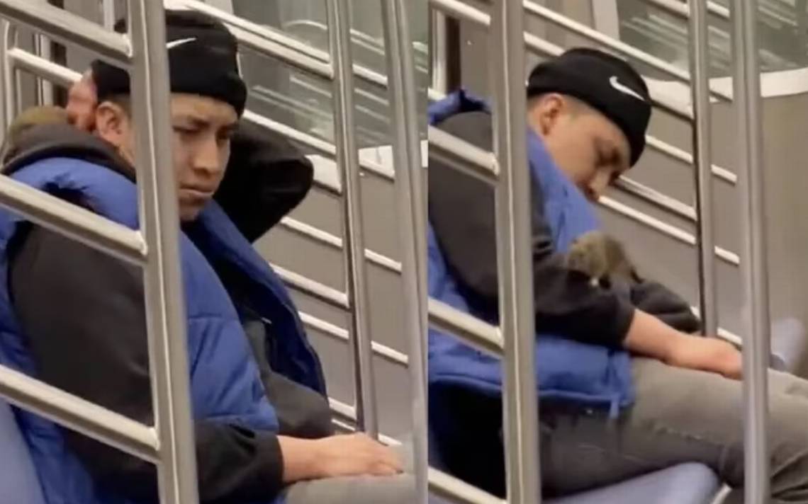 Rat walks over a sleeping man in the New York subway and video goes viral – El Sol de Puebla