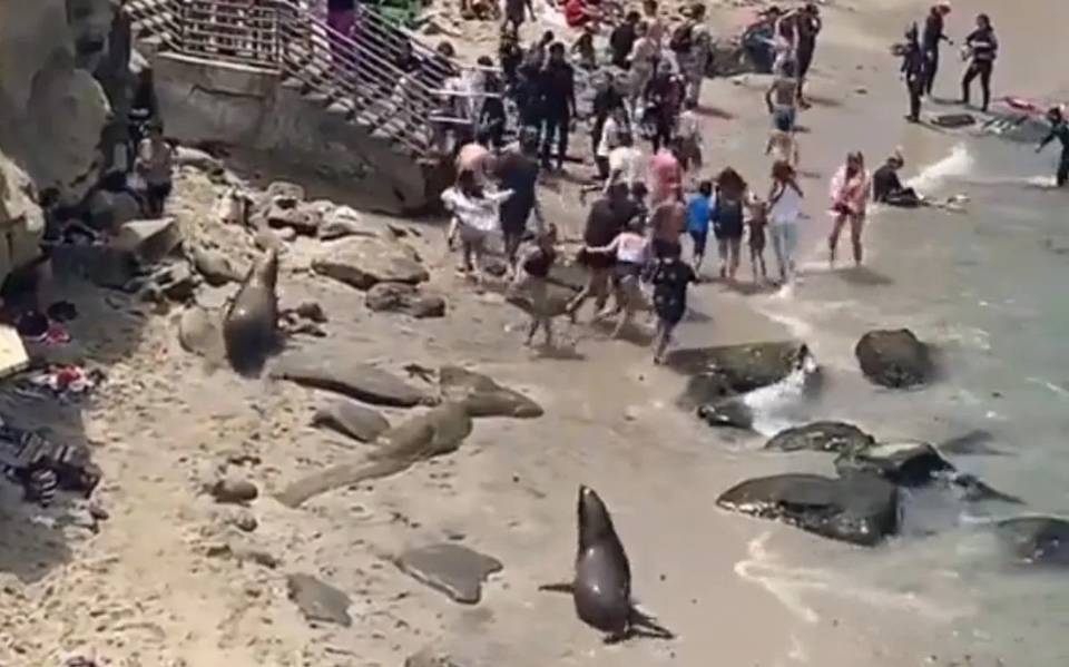 Leones marinos corren a bañistas en playa de San Diego; video se hace viral  - El Sol de Puebla | Noticias Locales, Policiacas, sobre México, Puebla y  el Mundo