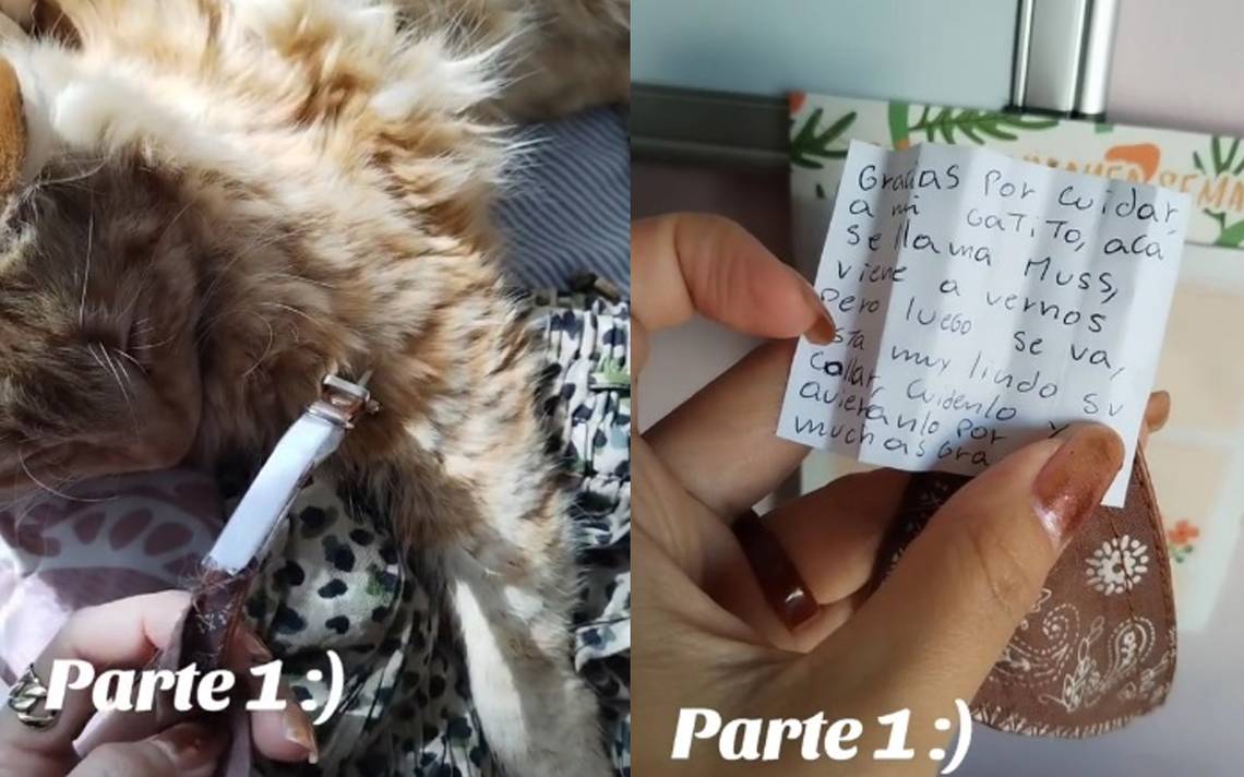 Arenero autolimpiable para gatos se hace viral, ¿cómo funciona