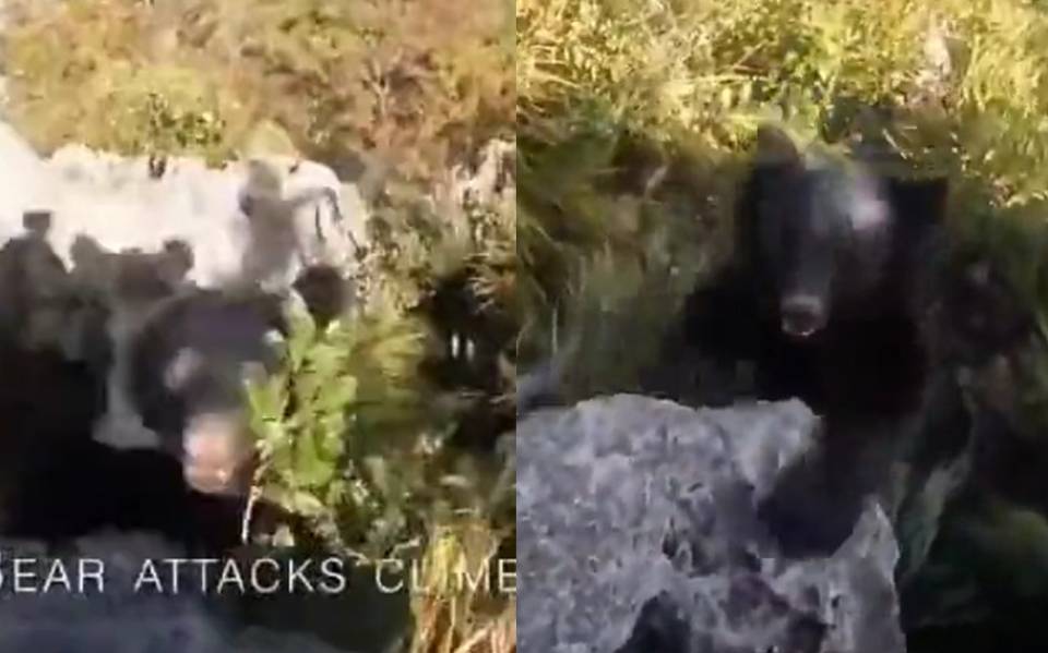 Senderista capta el momento de su pelea contra un oso [Video] - El Sol de  Puebla | Noticias Locales, Policiacas, sobre México, Puebla y el Mundo