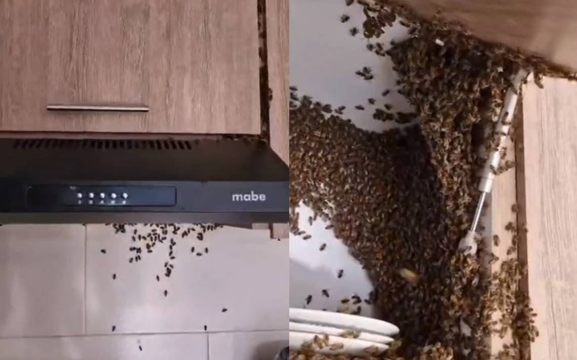 Esto es lo que debes hacer si te encuentras una colmena de abejas