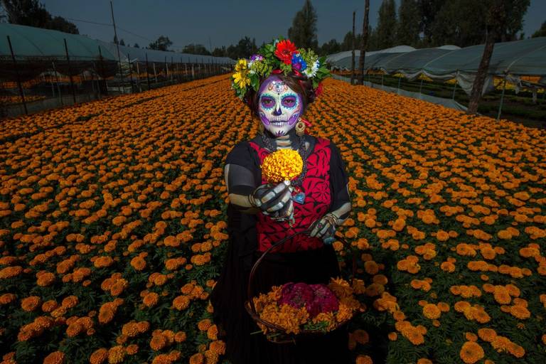 Sabías que la flor de cempasúchil tiene propiedades medicinales? Te  contamos cuáles son - El Sol de Puebla | Noticias Locales, Policiacas,  sobre México, Puebla y el Mundo