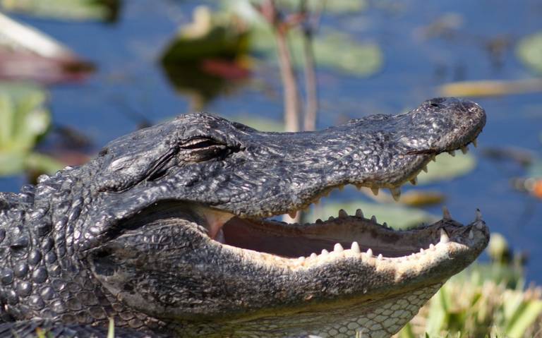 Mujer cae a estanque y es asesinada por dos caimanes en Florida - El Sol de  Puebla | Noticias Locales, Policiacas, sobre México, Puebla y el Mundo