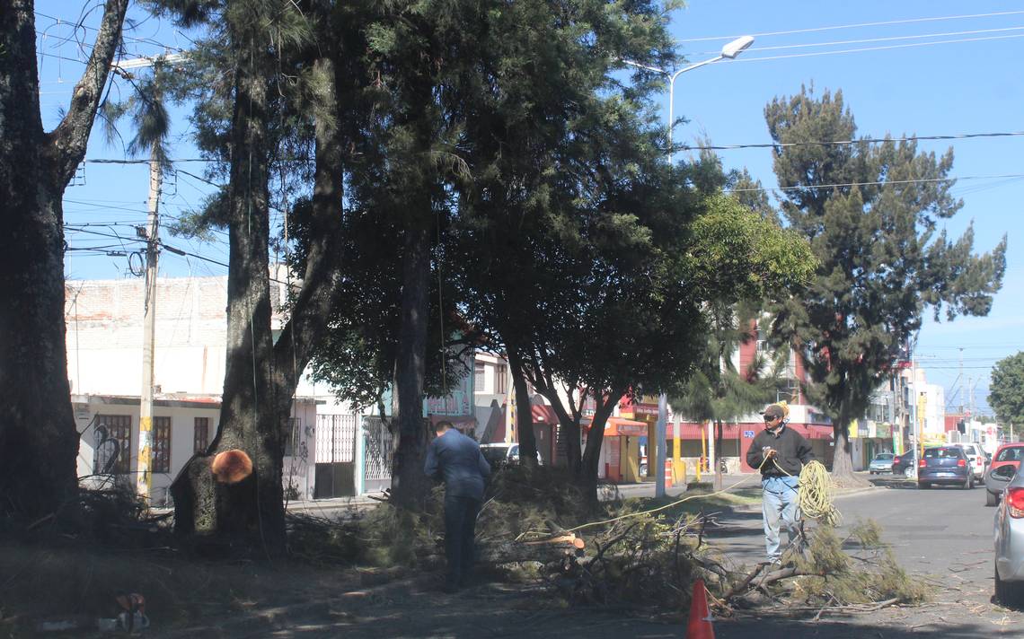 Poda de árboles: ¿por qué se hace y en qué mes del año se debe realizar? -  El Sol de Puebla | Noticias Locales, Policiacas, sobre México, Puebla y el  Mundo