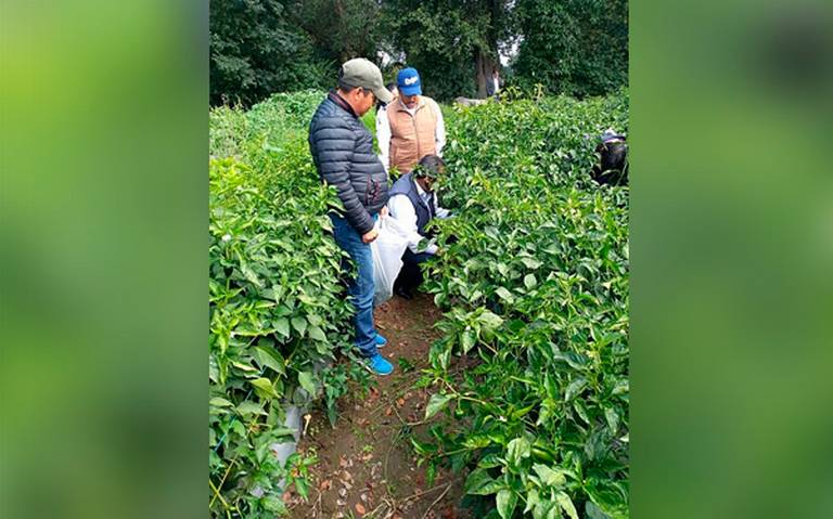 Canicula Dana Cosechas De Chile Poblano En Tlanalapan El Sol De Puebla