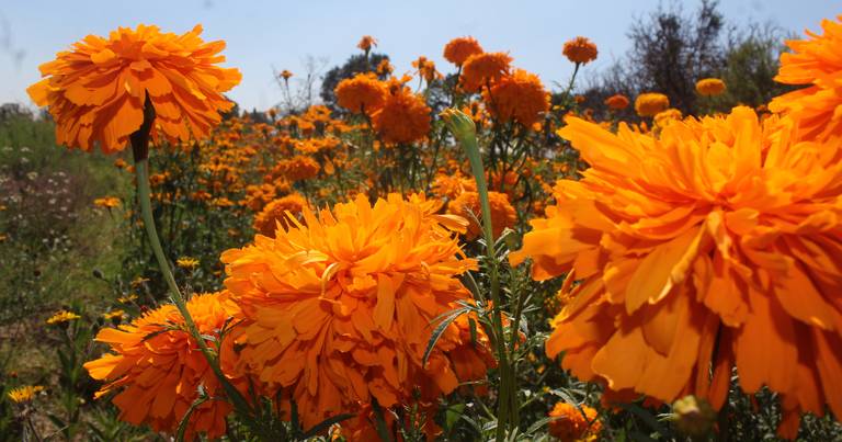 Conoce estas flores comestibles y aprende sus sabrosas virtudes - El Sol de  Puebla