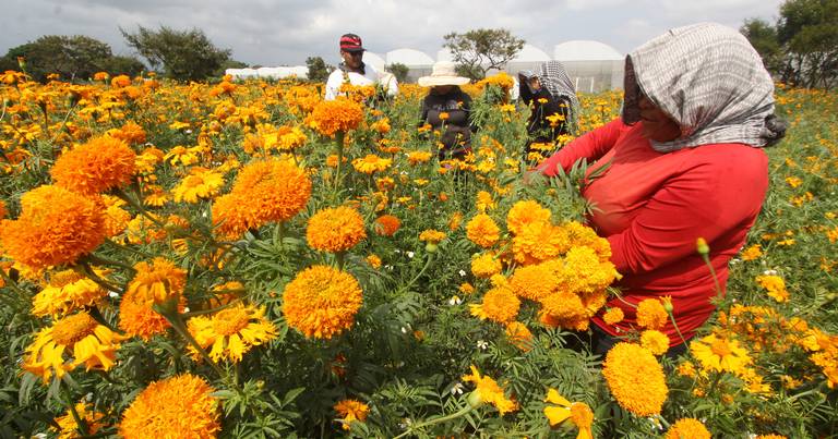 Conoce estas flores comestibles y aprende sus sabrosas virtudes - El Sol de  Puebla