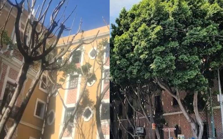 Podan árboles y los dejan pelones en la Plaza de la Democracia - El Sol de  Puebla | Noticias Locales, Policiacas, sobre México, Puebla y el Mundo