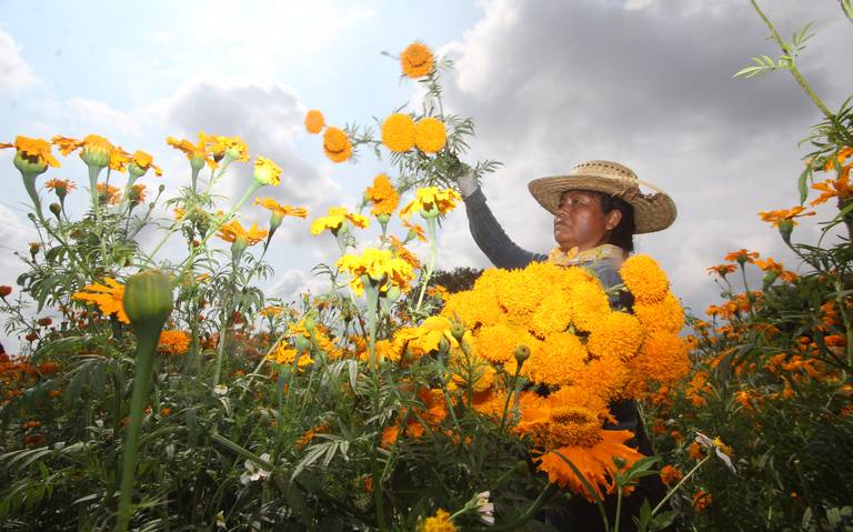 Hasta 8 millones de maletas de cempasúchil, comercializarán productores de  Atlixco Puebla flor de muerto día de muertos temporada de muertos flores  economia finanzas - El Sol de Puebla | Noticias Locales,