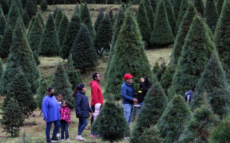 Llegó la temporada! En estos sitios puedes cortar tu arbolito de navidad  Puebla pino navideño rancho los siervos alpinia decembrina adornos arboles  naturaleza - El Sol de Puebla | Noticias Locales, Policiacas,