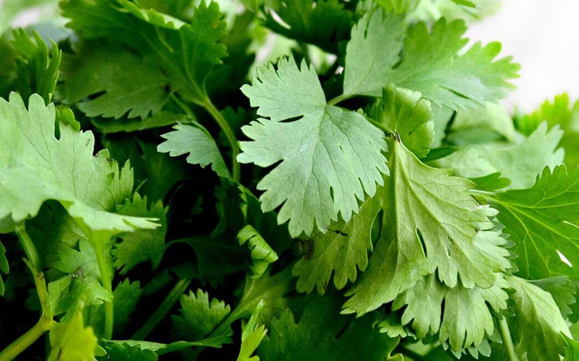 Coriander traders in Puebla expect prices to be regularized by the end of the year – El Sol de Puebla