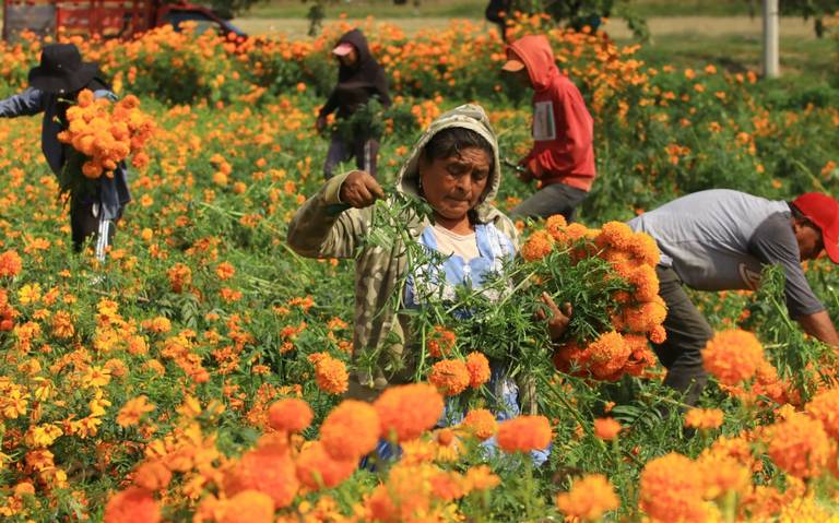 Arranca temporada de corte de flor de cempasúchil en Atlixco  [Fotorreportaje] - El Sol de Puebla | Noticias Locales, Policiacas, sobre  México, Puebla y el Mundo