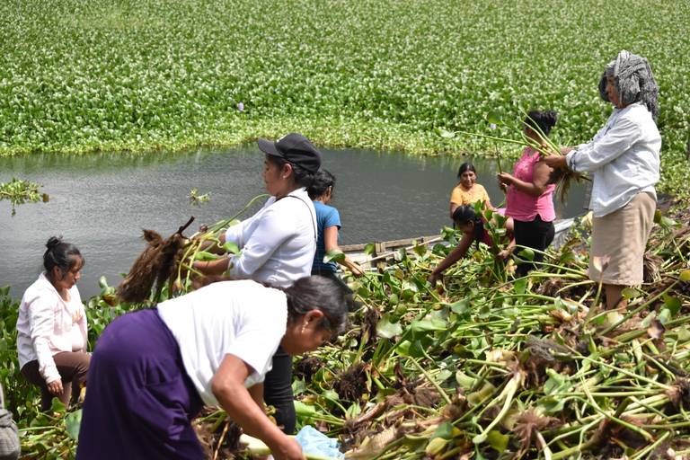 Mujeres de Papatlazolco convierten el lirio acuático en fuente de ingresos  - El Sol de Puebla | Noticias Locales, Policiacas, sobre México, Puebla y  el Mundo