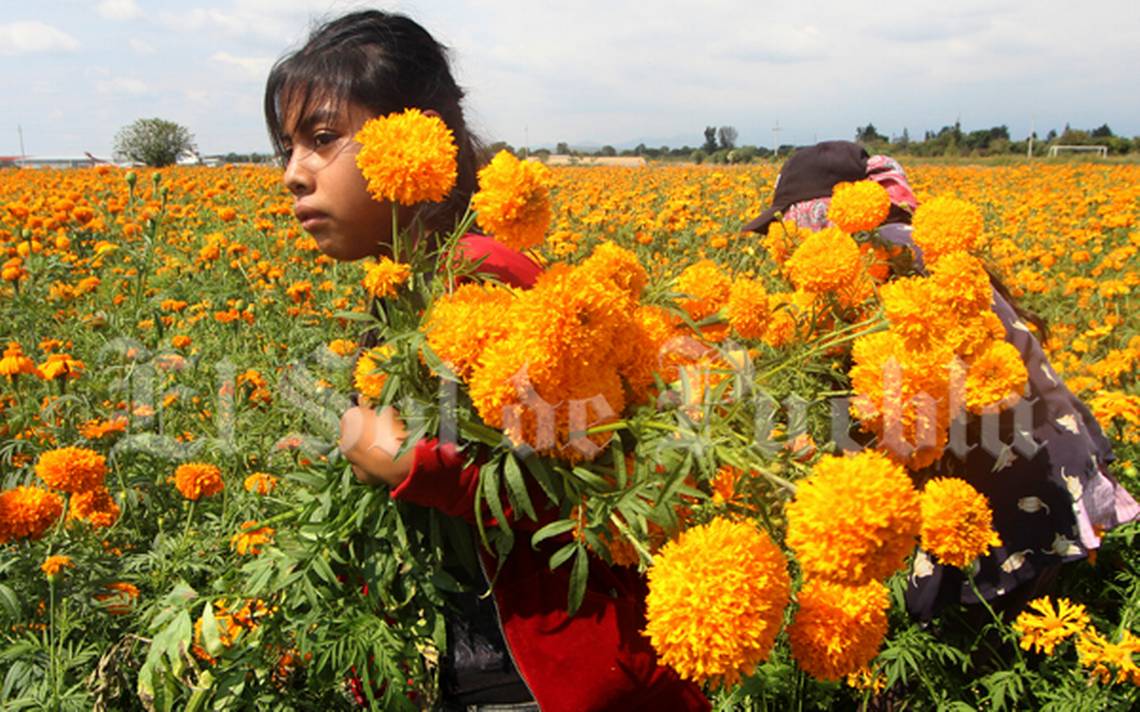 Cempasúchil, la flor de muerto que da vida a los productores de Puebla - El  Sol de Puebla | Noticias Locales, Policiacas, sobre México, Puebla y el  Mundo