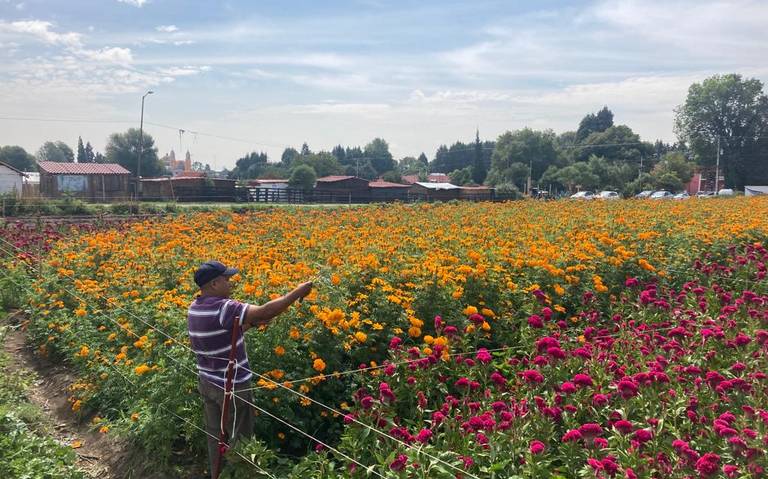 Arranca la venta de flor de cempasúchil en Cholula - El Sol de Puebla |  Noticias Locales, Policiacas, sobre México, Puebla y el Mundo