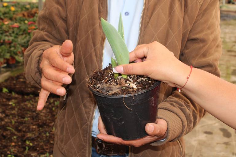 Cultivo de tulipán en Puebla, un negocio creciente en Atlixco - El Sol de  Puebla | Noticias Locales, Policiacas, sobre México, Puebla y el Mundo