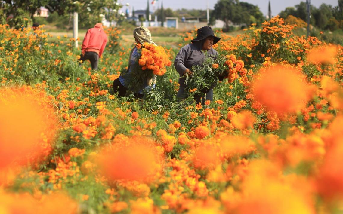 Se duplica precio del cempasúchil en la Mixteca poblana por sequía - El Sol  de Puebla | Noticias Locales, Policiacas, sobre México, Puebla y el Mundo