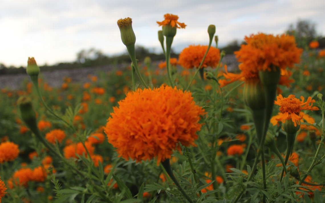 Tehuacán provides 20 hectares of marigold and velvet flowers – El Sol de Puebla