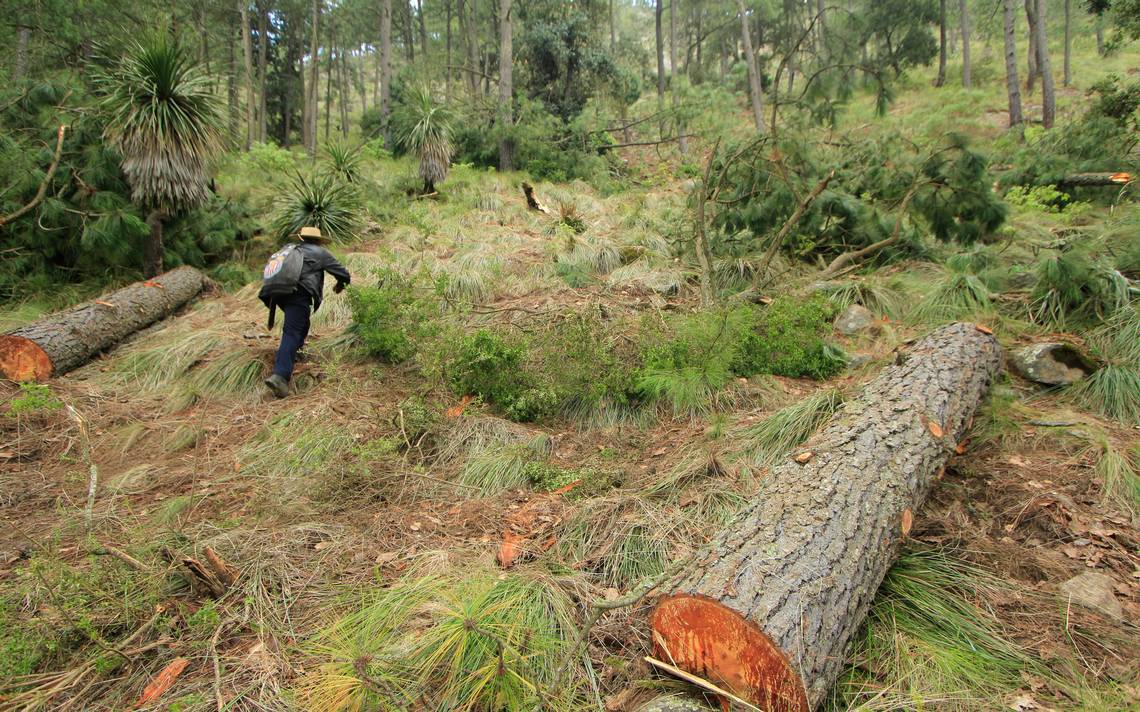 Se pierden 70 Mil hectáreas de bosque durante el 2018 tala clandestina  maderas troncos e - El Sol de Puebla | Noticias Locales, Policiacas, sobre  México, Puebla y el Mundo