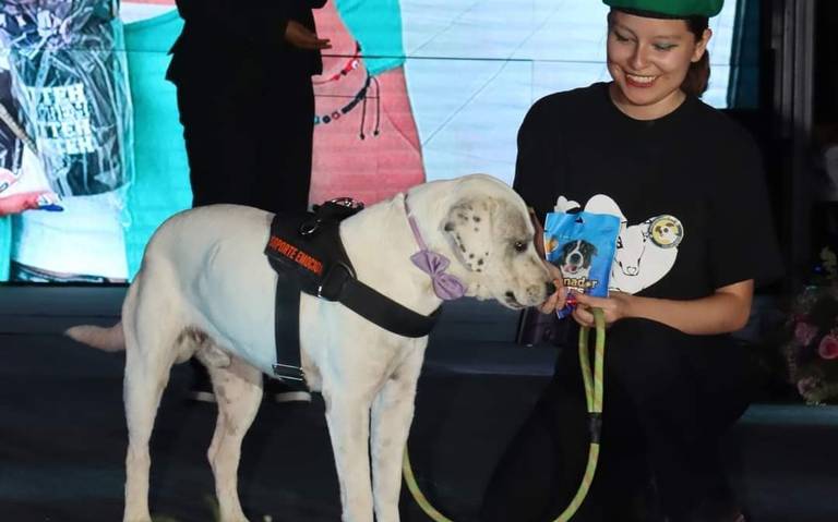 Matan a El Ingeniero, un perro adoptado por alumnos del Instituto  Tecnológico de Tehuacán - El Sol de Puebla | Noticias Locales, Policiacas,  sobre México, Puebla y el Mundo