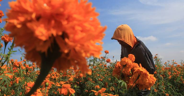 Alistan 300 toneladas de flor de cempasúchil en región de Texmelucan - El  Sol de Puebla | Noticias Locales, Policiacas, sobre México, Puebla y el  Mundo