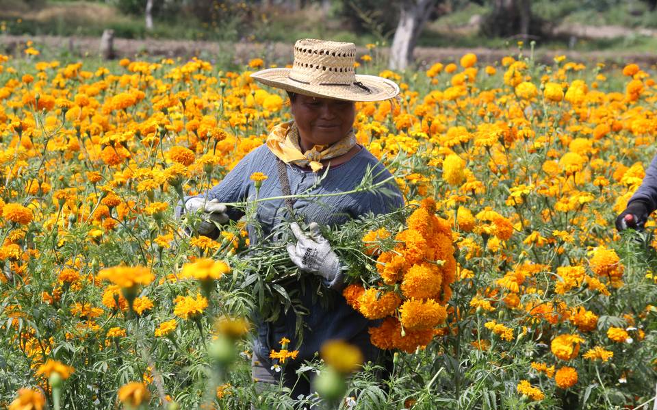 De 80 a 120 pesos, el precio de la gruesa de flor de muerto en Texmelucan  Puebla Día de Muertos flor de muerto - El Sol de Puebla | Noticias Locales,  Policiacas,