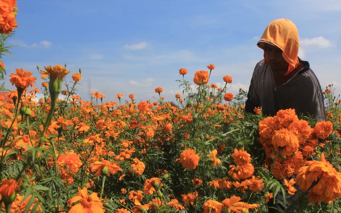 Prevén aumento de hasta 40 % en costo del cempasúchil Puebla Cholula día de muertos  flor de muerto - El Sol de Puebla | Noticias Locales, Policiacas, sobre  México, Puebla y el Mundo