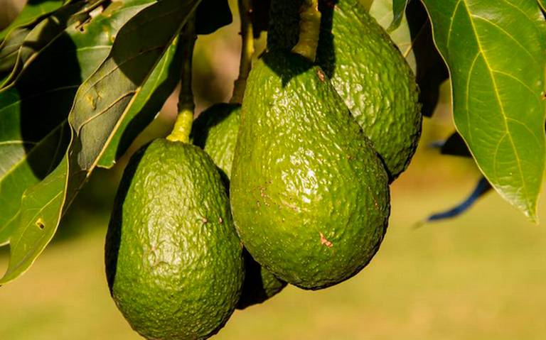 Aguacate alcanza precio histórico de 130 pesos el kilo en Michoacán – El  Financiero