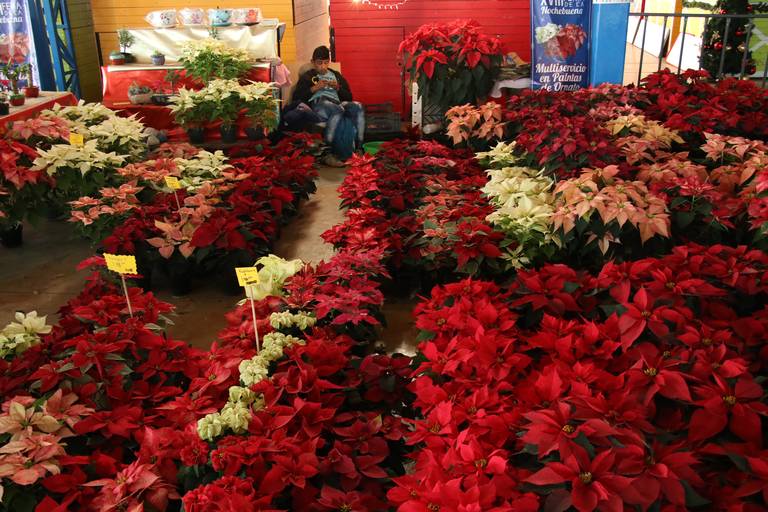 Nochebuena, joya ornamental atlixquense Atlixco flores navidad Puebla - El  Sol de Puebla | Noticias Locales, Policiacas, sobre México, Puebla y el  Mundo